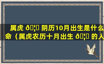 属虎 🦟 阴历10月出生是什么命（属虎农历十月出生 🦈 的人性格命运）